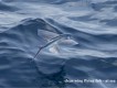 1303282018 - 000 - at sea Clear wing flying fish